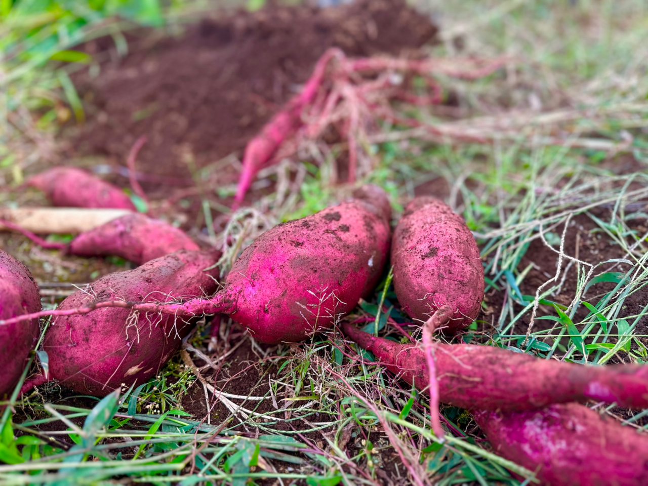 【期間限定/大特価/千葉市/さつまいも掘り】みんな大好き紅はるか 収穫体験フェア