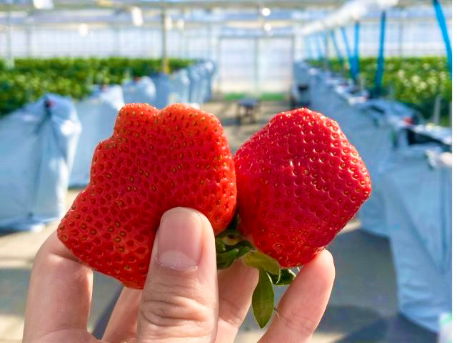 【2025年開園/千葉市/いちご狩り/キャッシュレス/3歳未満無料】40分食べ放...