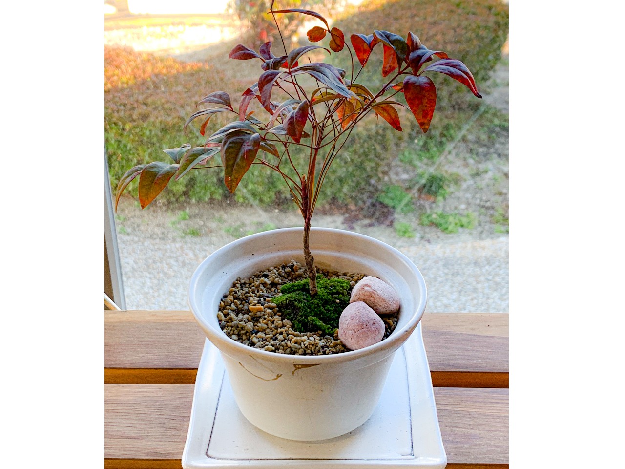 店頭でお好きな山野草と、受け皿と器のセットをお選び頂き、自分だけのオリジナル盆栽を作れます。