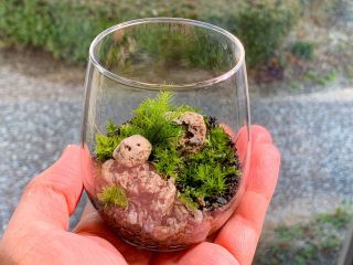 初めての方にもおススメの種類の苔を使った、手のひらサイズの苔テラリウムのワークショップです。