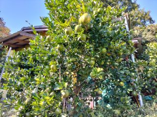 食べられる甘いレモネードレモン