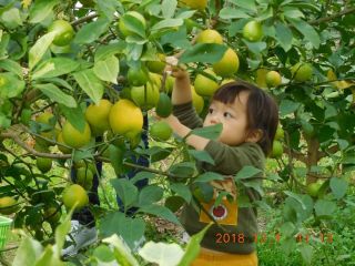 広島県産「リスボンレモン」の収穫体験