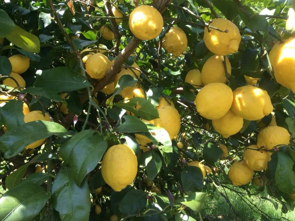 �������������ō͔|���Ă��郊�X�{��������