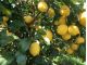 菅原レモン園で栽培しているリスボンレモン