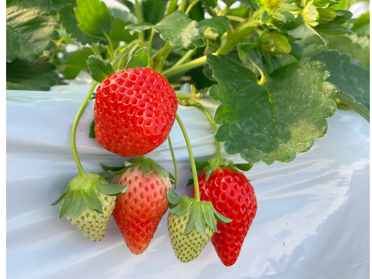 【2026年 スタート♪】＜いちご量り売りプラン＞絶品のいちごを摘み取ってお持ち...