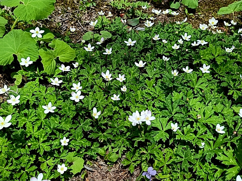 5月中旬〜6月頭迄の上高地を代表する春の花・ニリンソウ。お花畑で心もメルヘン♪