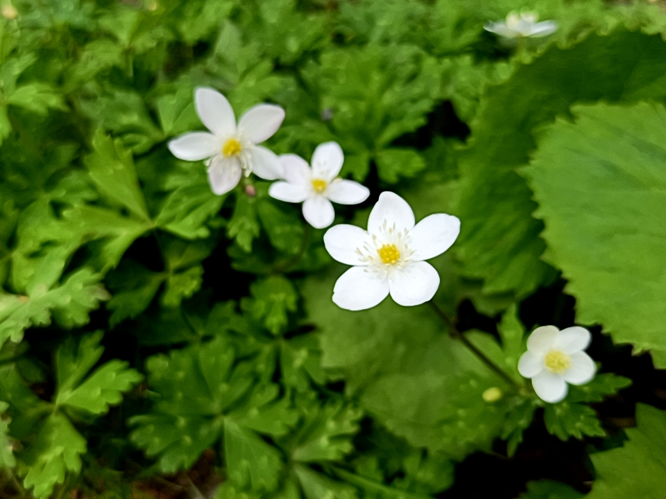 ニリンソウが群生しているところはカラマツ等の標高1500mならではの針葉樹や広葉樹の森が広がっています。林底部に溜まる傾向のフィトンチッドを嗅ぐ深い森林浴。
