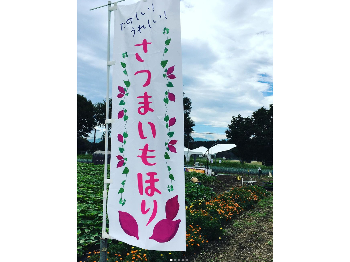 人気のさつまいも掘り体験2025（ほり放題）※数量限定なくなり次第終了♪＜ファミ...
