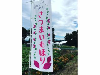 のぼりを目印に畑へお越しください♪