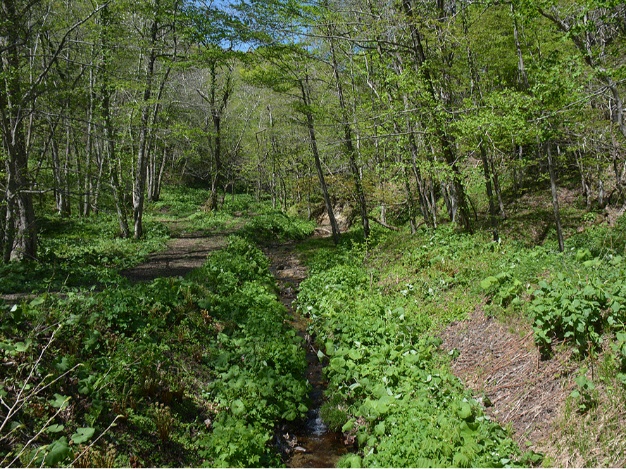 【120分コース】北海道・大沼自然ガイド/あなた専用のプランをお作りいたします!...
