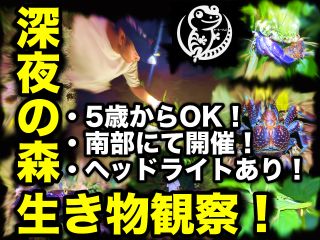 やーるーくらぶのナイトツアーです!ヤシガニ、トカゲ、ヘビ‥何が見れるかは行ってみないと分からない!!真っ暗闇のハラハラ・ドキドキの冒険をしましょう!