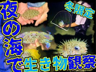 やーるーくらぶナイトツアーのご案内です!夜にしか見らない生き物や、寝ている生き物を取って観察するツアーです!!那覇からアクセスしやすい豊見城にて行っています!!