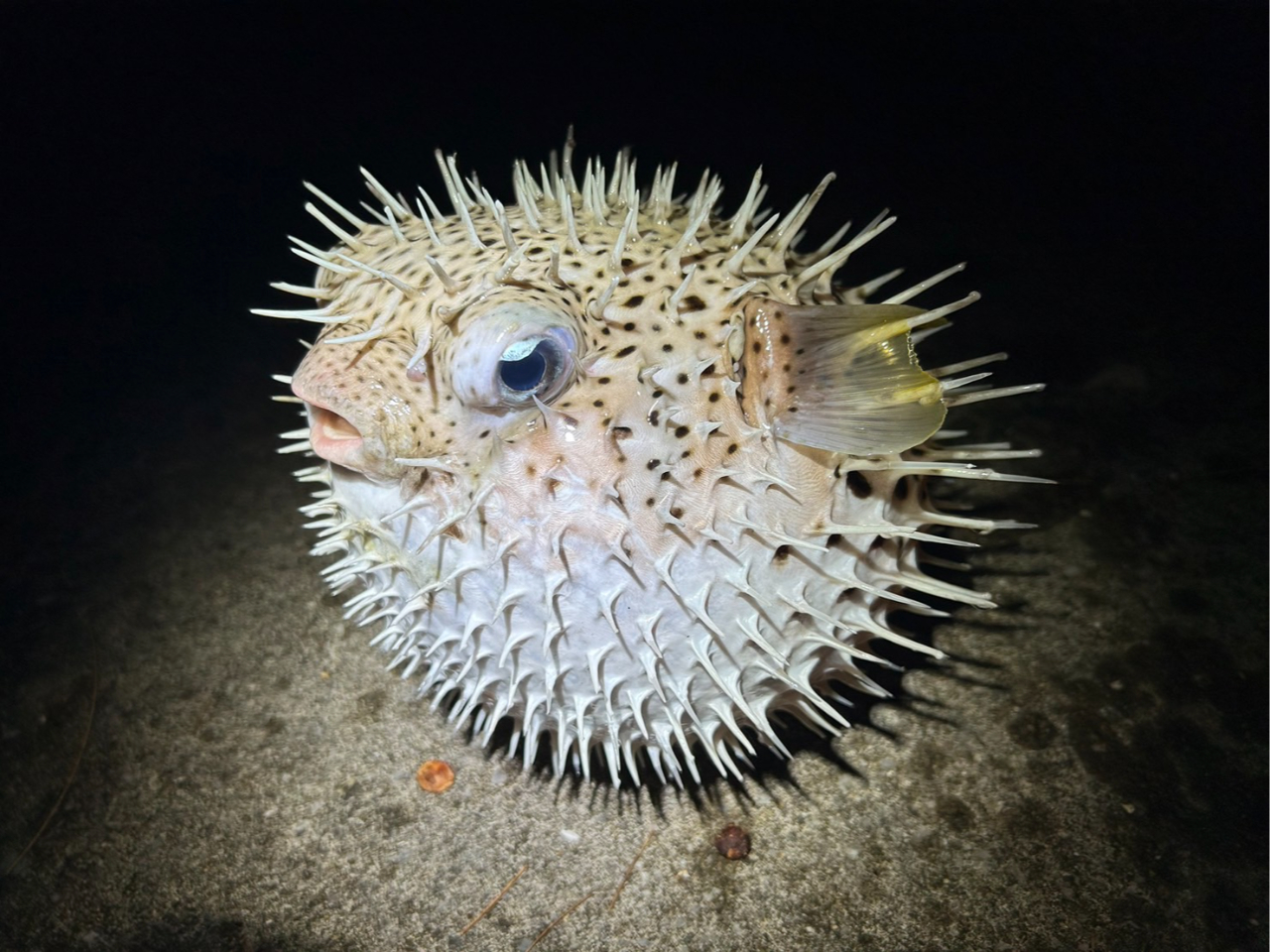 �ł������n���Z���{��������邩���I�H�t�O�͂����ς����܂��I