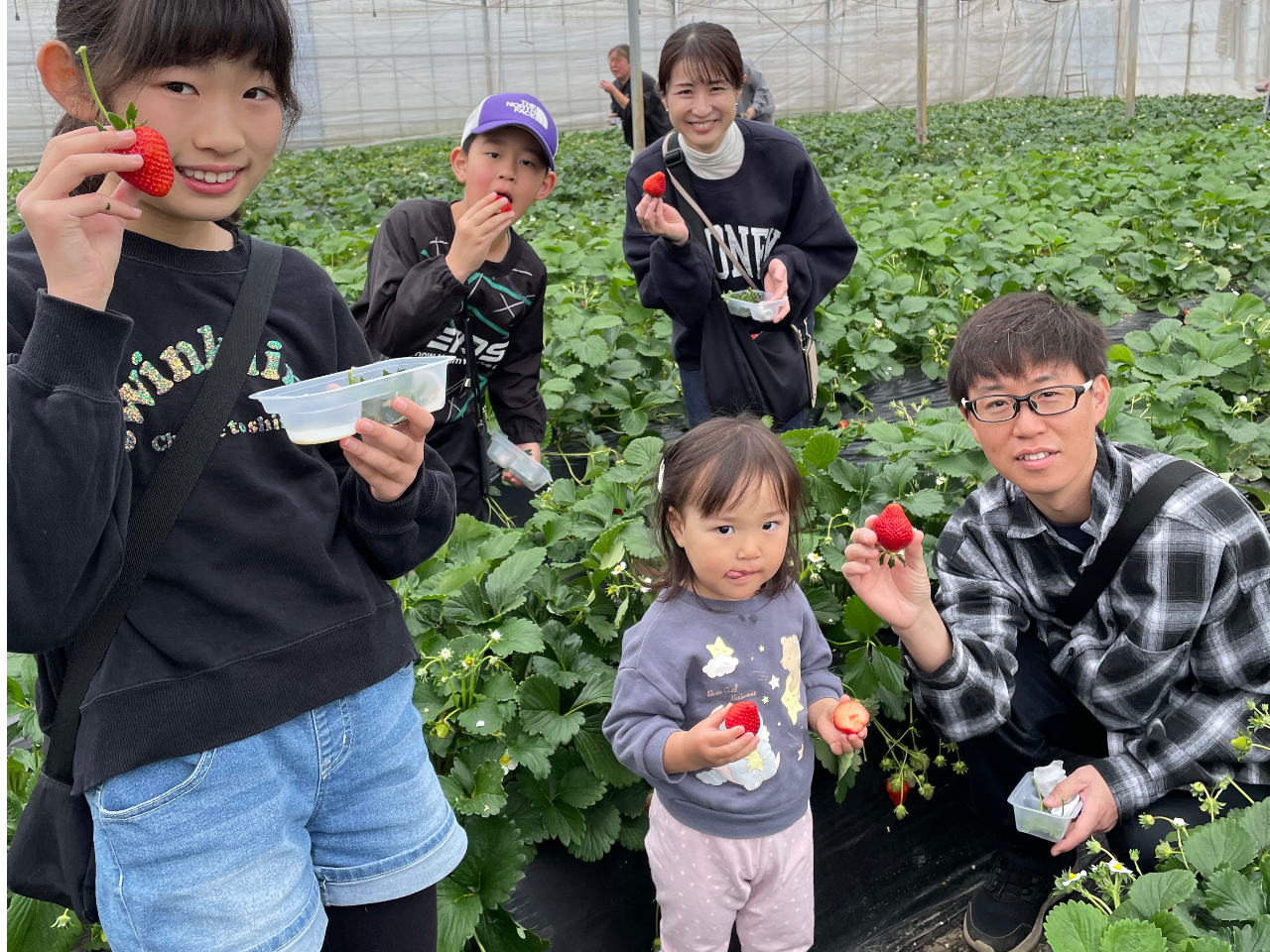 【2025年2月新規じゃらん新掲載!】茂原では数少ない苺食べ放題の農園!30分間...