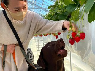 愛犬といちご狩りをお楽しみいただけます♪※通常いちご狩りとレーンは別
