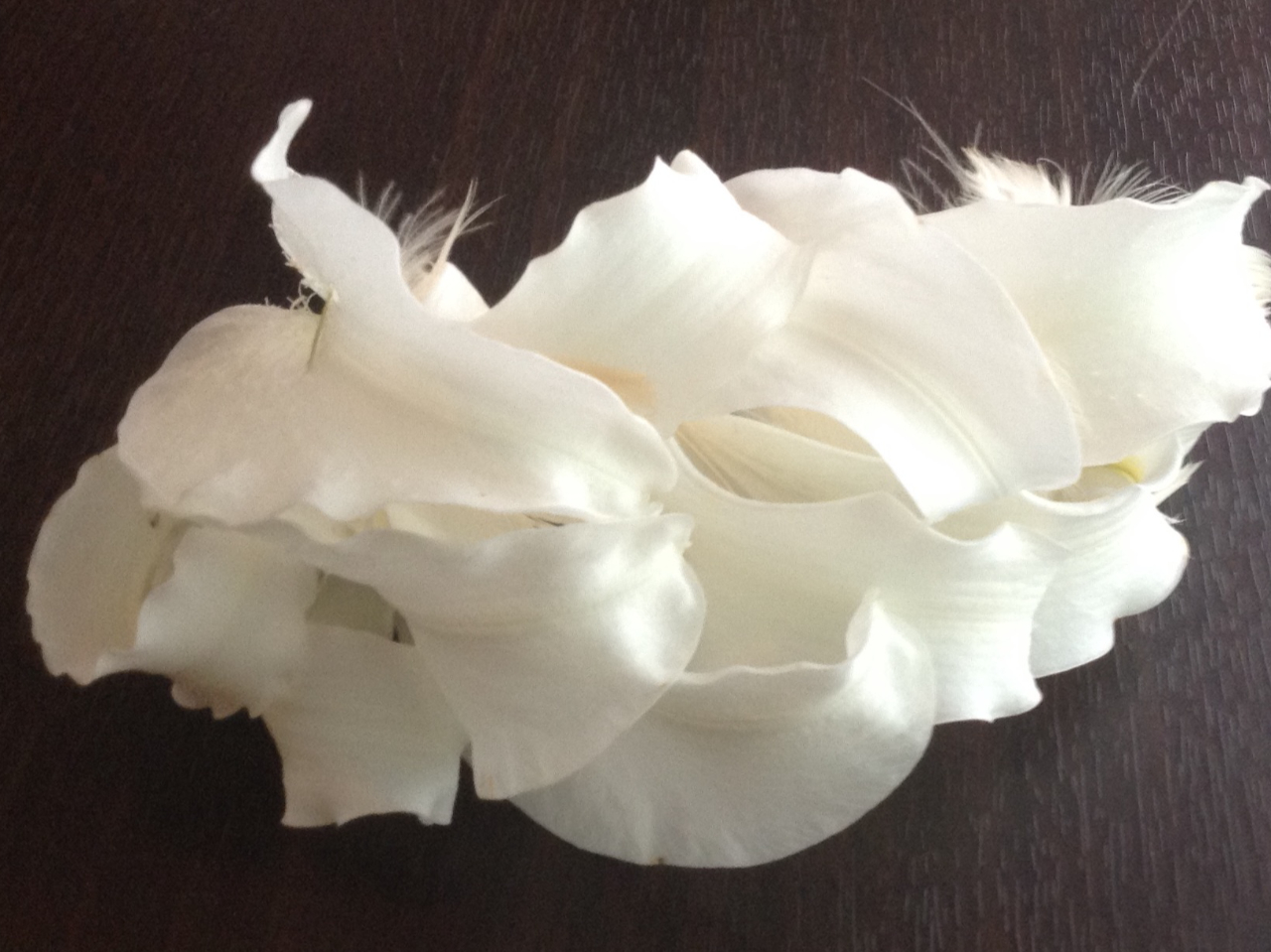 ÃwbhhXiԁjłBƂ肵JTuJ̉Ԃт͐ԂȂł͂̍؂łBCiӂԉłoł܂B