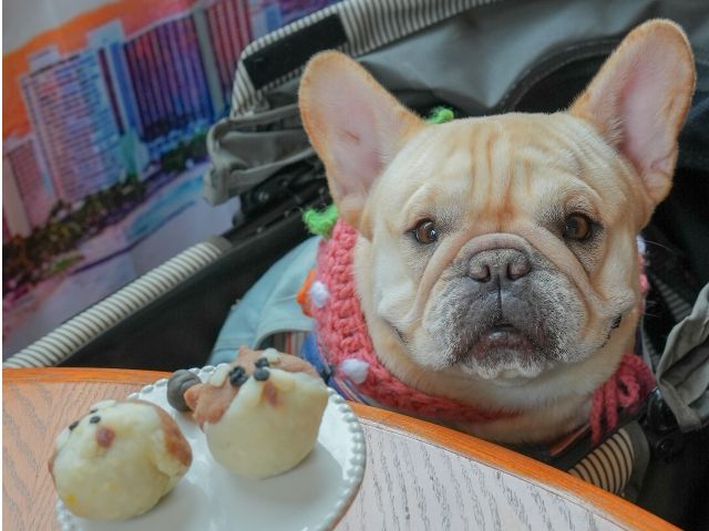 もなかちゃん。お兄ちゃんが作る、安心安全わんこの練り切りをじーと眺めていました。