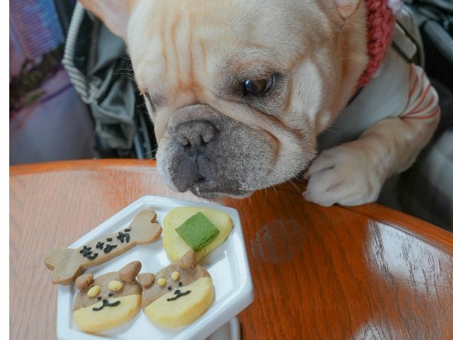 もなかちゃん。くっきーも作ってもらえて大満足そうでした。とっても上部にわんこクッキーをつくっていました!
