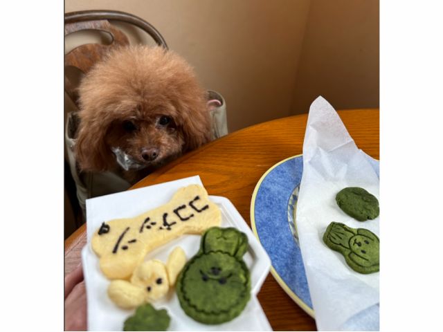 安心安全わんちゃんクッキーづくりに参加したココナッツちゃん。とってもいいこちゃんでした。