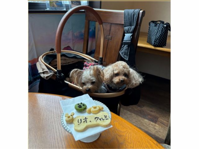 安心安全わんこクッキーづくりに参加してくれた、リオちゃんとクルミちゃん。とっても仲良しわんこちゃんたち。おりこうさんにママのクッキーづくりをまっていました。