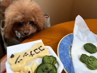 安心安全わんちゃんクッキーづくりに参加したココナッツちゃん。とってもいいこちゃんでした。