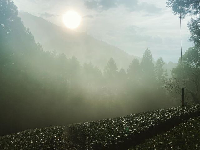 朝霧(イメージ)