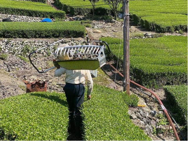 ガイド後ろ姿 ザ・農家です!