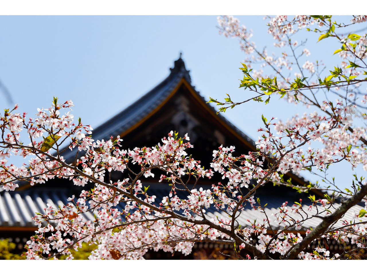 �ω����i�t�j