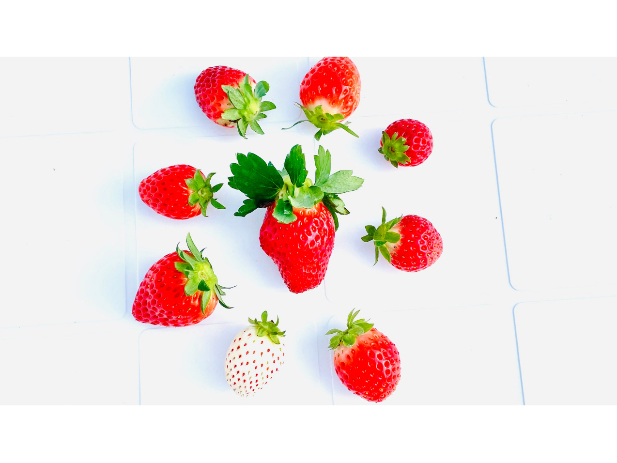 �ɖ����ŗB��I�X��ނ̐H�ה�ׂ��ł���_���I