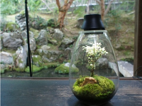 Feel the Garden ���܂������X�̎ʐ^2