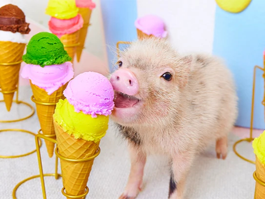 mipig cafe �C�I�����[���{��X�̎ʐ^2