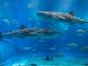 美ら海水族館 沖縄を代表する人気観光スポット。 巨大水槽で泳ぐジンベエザメやマンタは圧巻です。