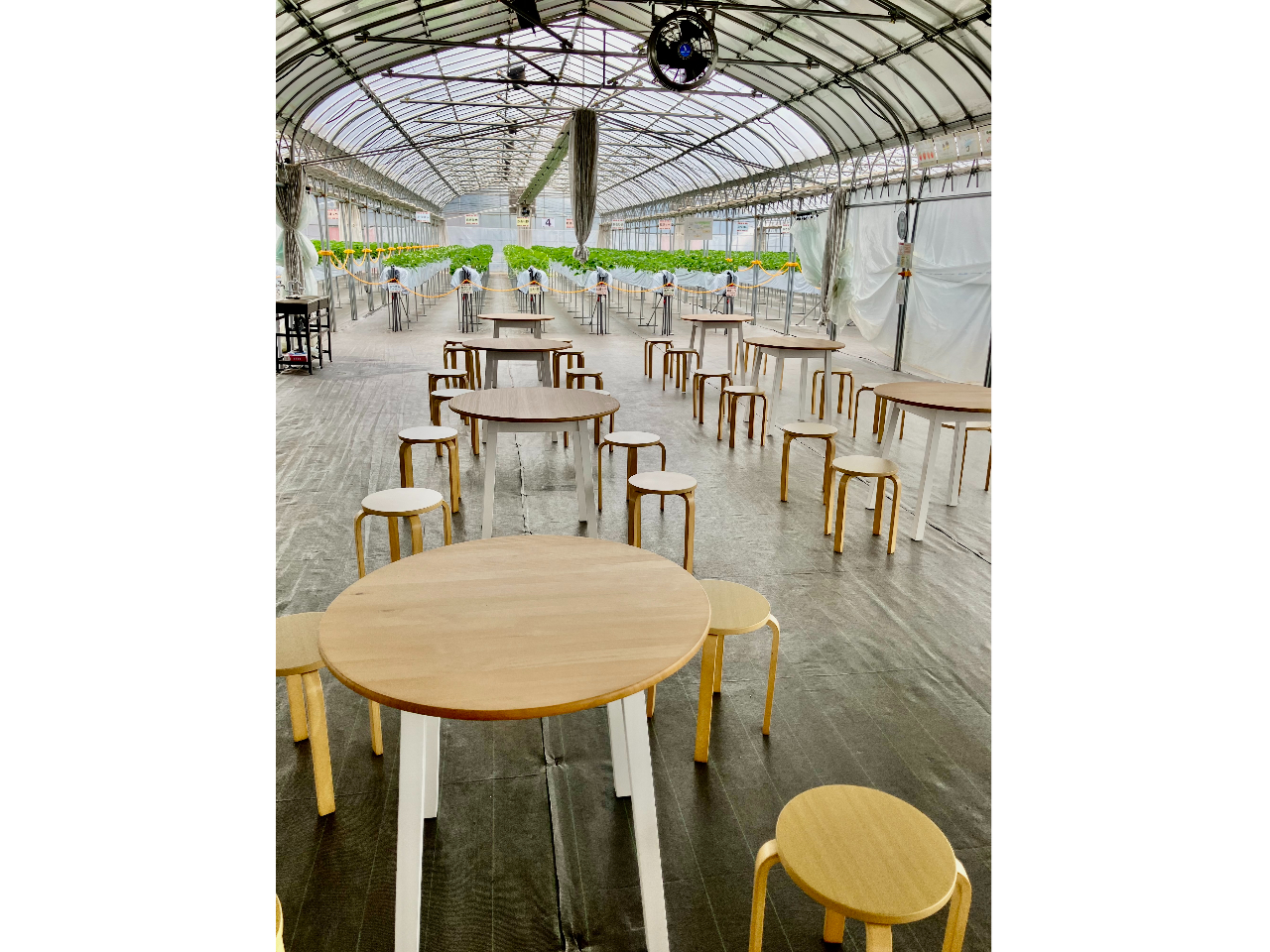 �������L�X�Ƃ����Ȃ����p�ӂ��Ă���܂�