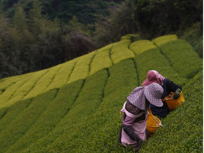 \\♪New掲載♪//【静岡】茶畑見学と煎茶の飲み比べ体験《静岡》