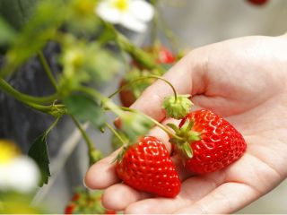 Š®n‚¢‚¿‚²‚ª50•ªŠÔH‚וú‘èô