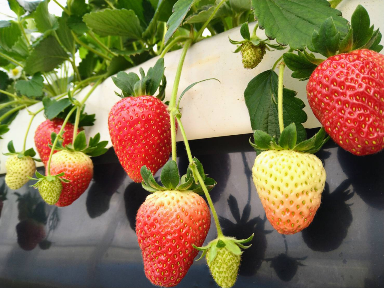 •iŽí‚ÍuÍ•Pvug‚Ù‚Á‚Øvu‚¨‚¢CƒxƒŠ[vu‚Ý‚¨‚µ‚¸‚v