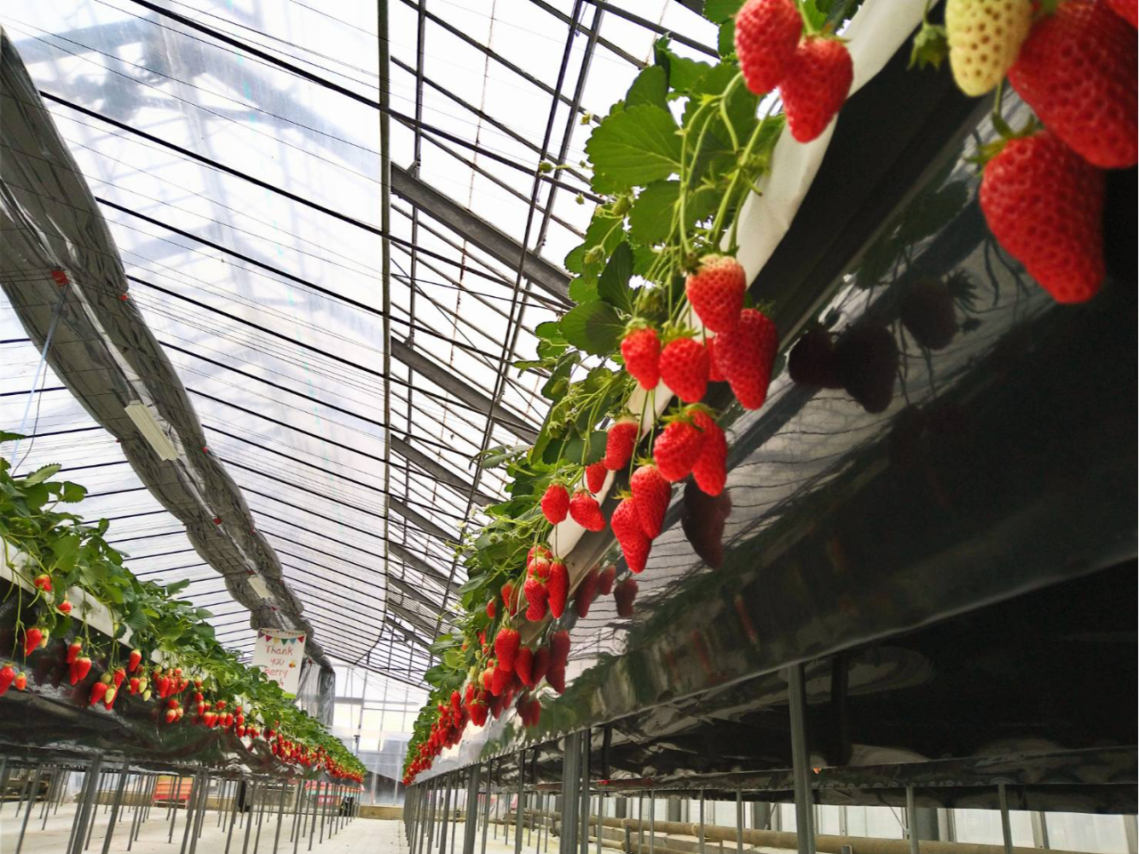 ‚ÝÍ”|‚Ȃ̂ÅA—§‚Á‚½‚܂܂¢‚¿‚²Žë‚肪Šy‚µ‚߂܂·B’ʘH•‚ªL‚¢‚̂Ńxƒr[ƒJ[‚âŽÔ‚¢‚·‚àƒXƒCƒXƒCô