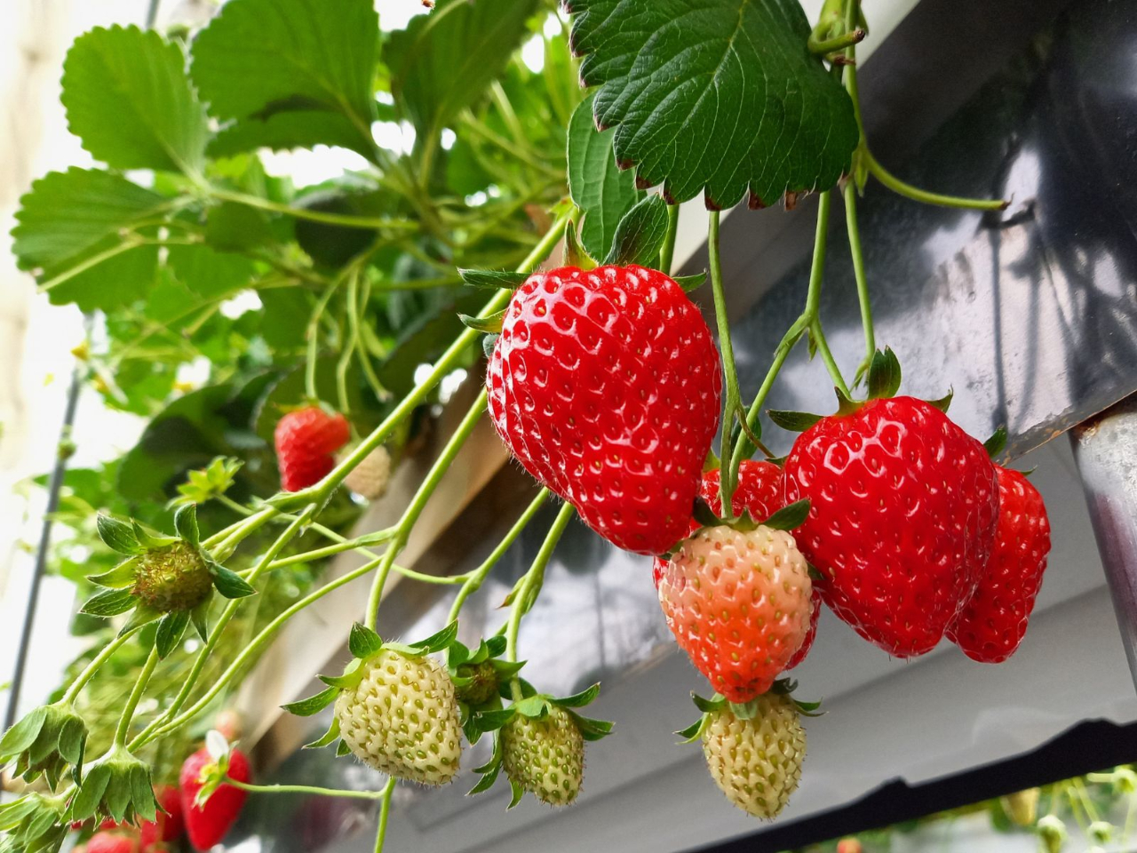 �l�C�́u�͕P�v�u�g�ق��؁v�ɉ����A���ꌧ���̃I���W�i���i��u�݂��������v���͔| 