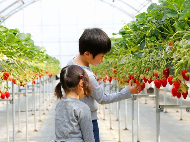 いちごのベンチはお子様の目線の高さに設計されています