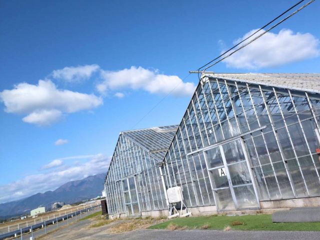 三角屋根のハウスが目印です
