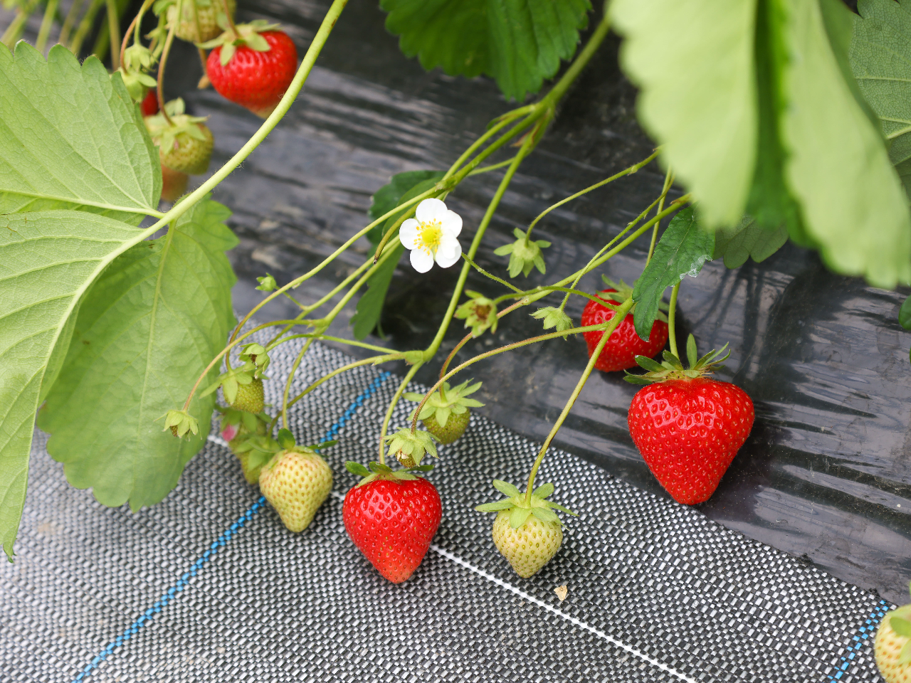 【北海道生まれの品種の春いちご狩り♪】1時間1組限定!あま~い香りのビニ-ルハウ...