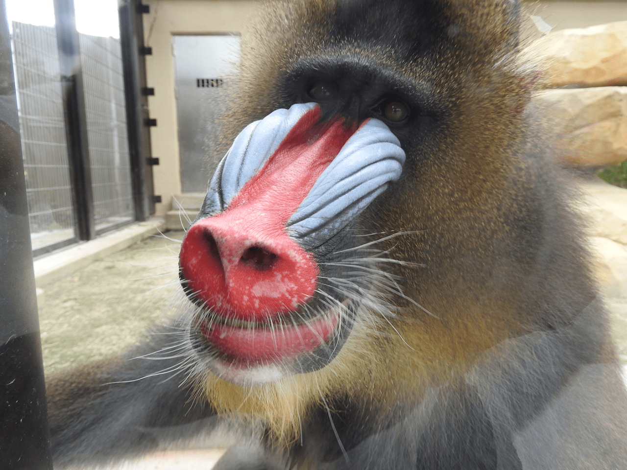 8種のサルたちを間近に見ることのできる「モンキーワールド」。木々や水辺など野生での暮らしを再現した展示や、それぞれの種が持つ特性を観察できる展示で見る人を圧倒!