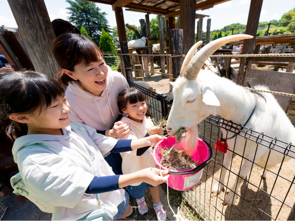 様々な動物たちのエサやりイベントを開催しています。 動物たちに大接近!エサをあげながら動物をじっくり観察してみよう♪