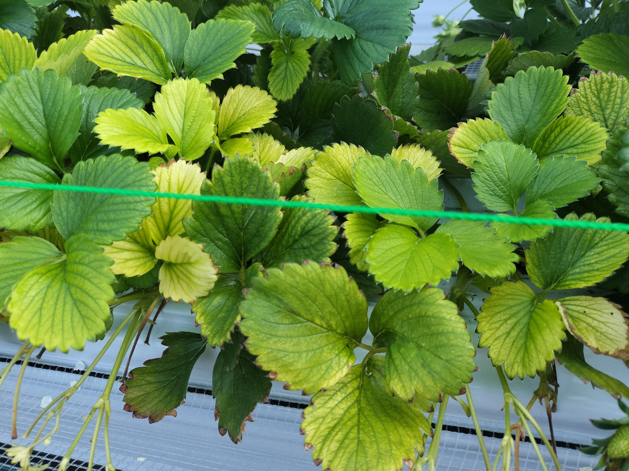 �S���z���o�����ɁA�t�Αf�����Ȃ��Ȃ����t����