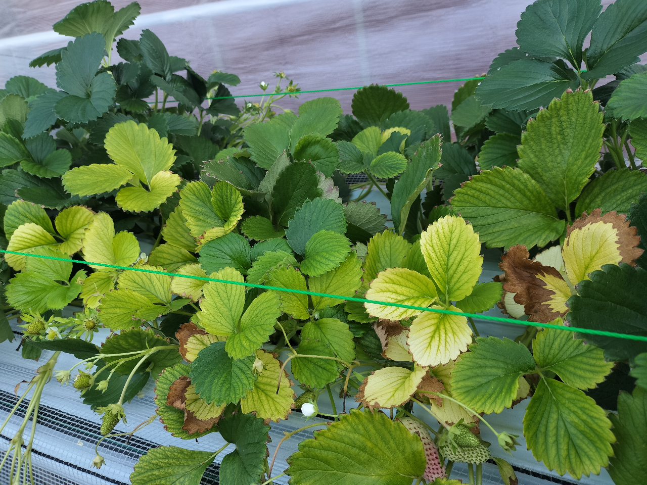 �����͎g�p���Ă���n������pH��8�ȏ゠��A�~����pH���㏸���鎖���킩��܂����B