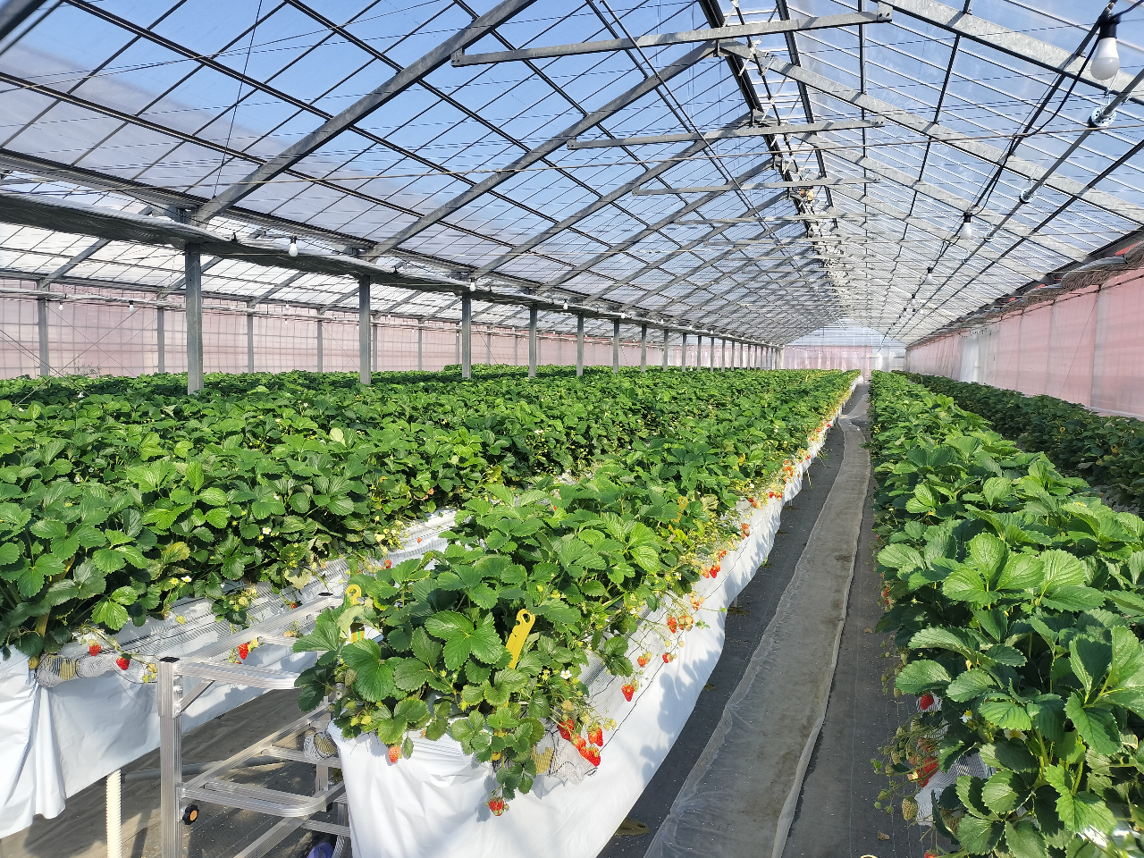 �g�ق��؂͂��܂�e�����󂯂Ă��܂���B