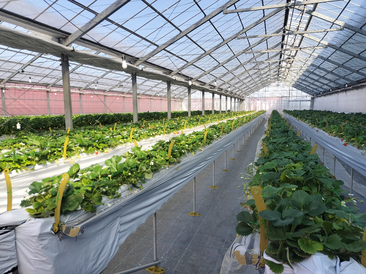 �͕P�͂��Ȃ�e�����󂯂܂����B�����Â񕜂��Ă��Ă��܂��B