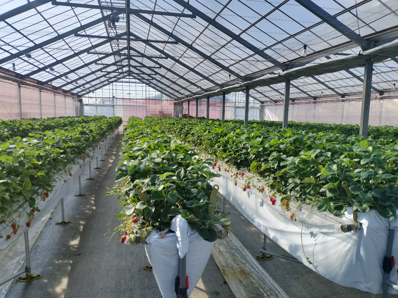 ������̂́A�񕜂��Đ���ɋ߂Â��Ă��܂��B