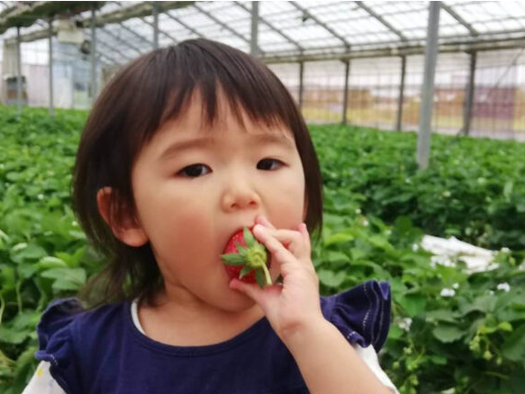 【いちご狩り|40分3種食べ放題♪】鹿沼ICから車で約10分、宇都宮駅から約20...