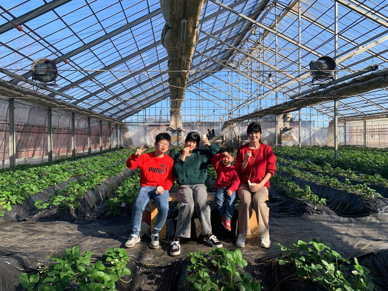 【いちご狩り|40分3種食べ放題♪】鹿沼ICから車で約10分、宇都宮駅から約20...